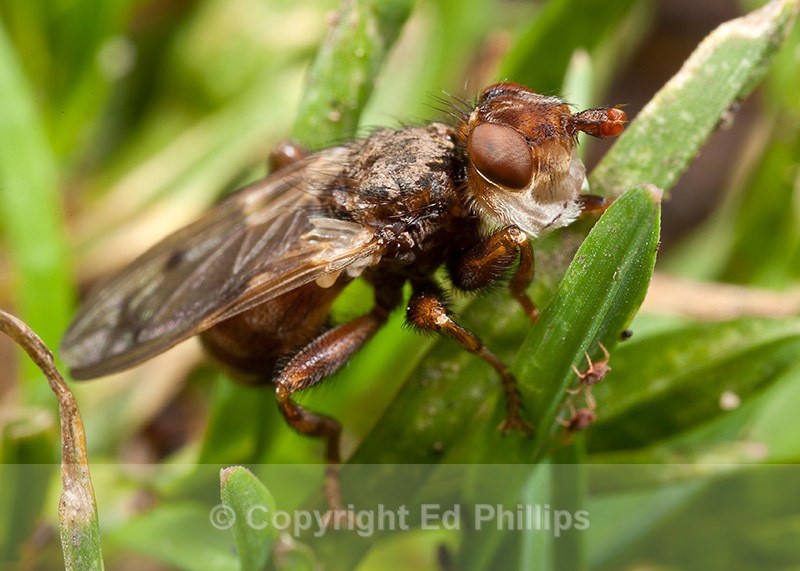 Myopa species - Myopa testacea