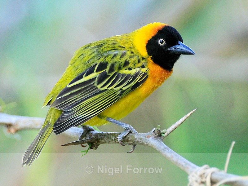 Lesser Masked Weaver (male) perched on a thorny branch - Lesser Masked Weaver
