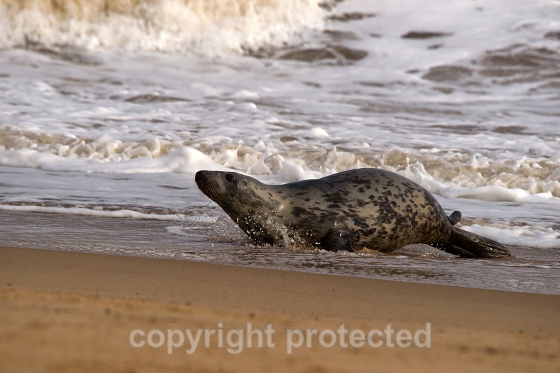 Grey Seal - Horsey Gap - Norfolk - Mammals