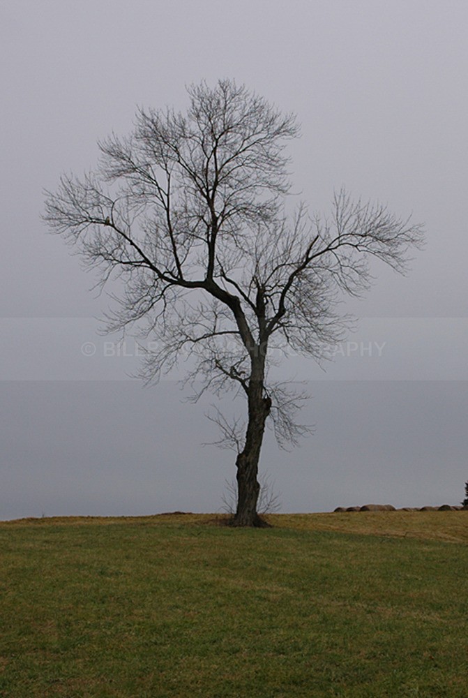 9996 - Trees