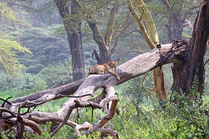 IMG_0648 Nakuru - Lions