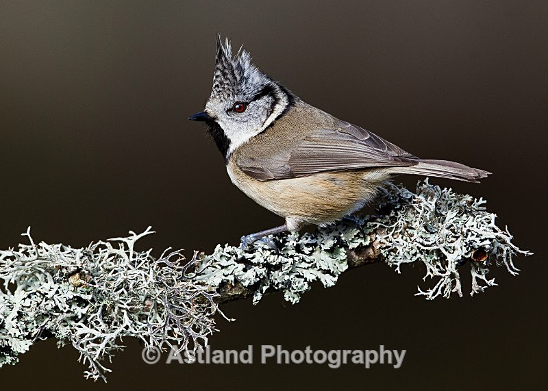 Astland Photography, Bird and Wildlife Images, Susan and Peter Wilson, U.K.