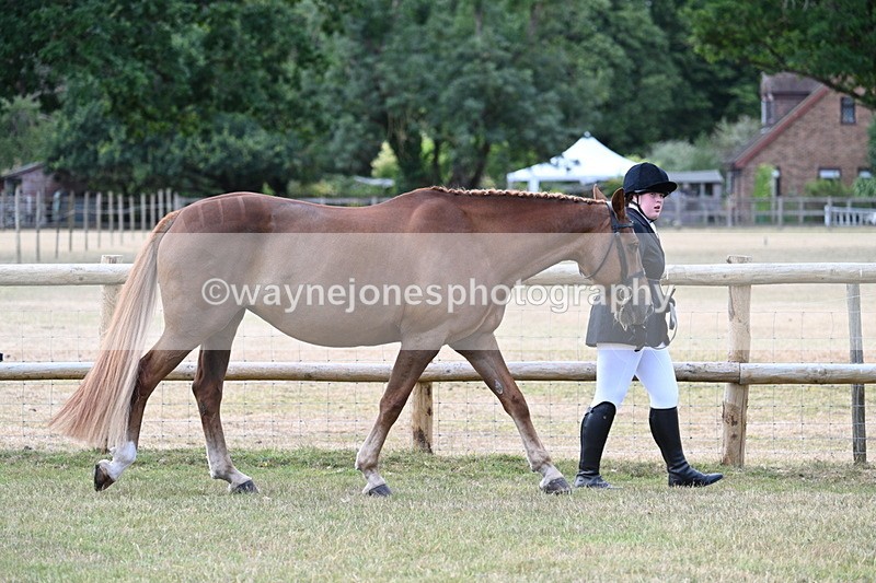 WJ7_1810 - Class 4a Prettiest Mare 14.2hh and over hand