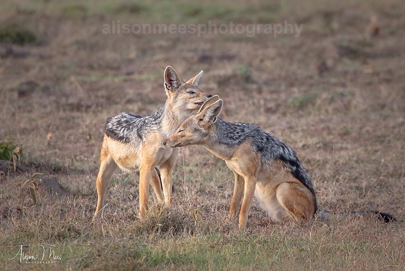  - African Safaris