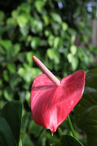  - Sri Lanka wildlife, people & places