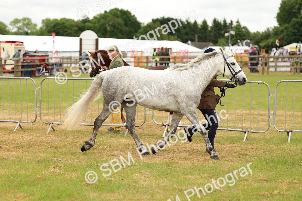 SBM_04181 - Class 64-67 - Shetland Pony In Hand
