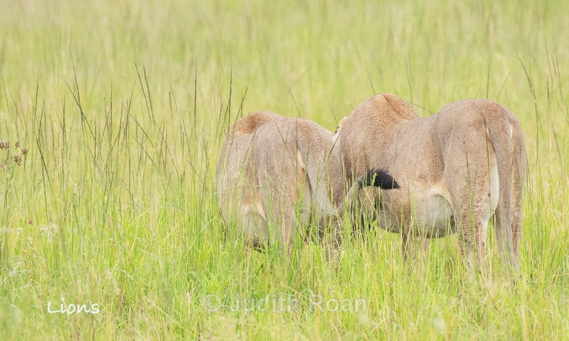  - South Africa Birds and Mammals