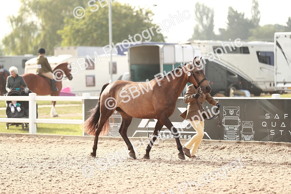 SBM_10511 - Class 204 Young Handler, 11-16 years
