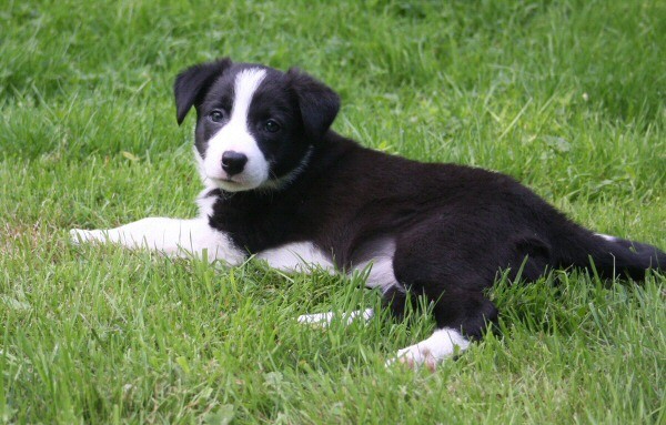 11 Seven weeks old - SASHA