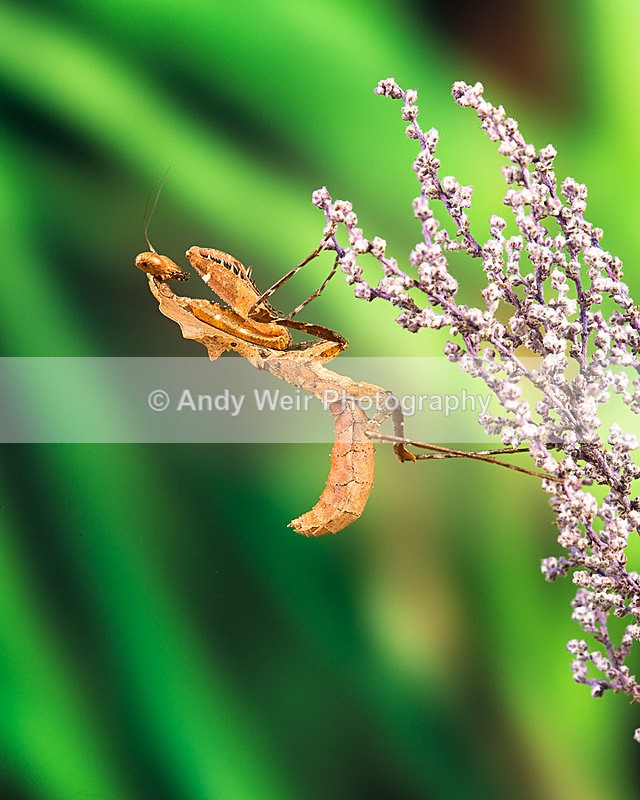 20140325-3K8A9400 - Insects