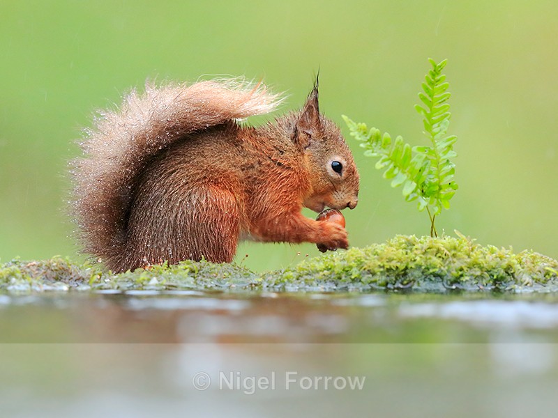 Red Squirrel eating nut beside pool in heavy rain, Dumfries, Scotland - Squirrel