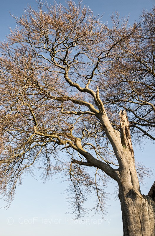 0829 Linley beeches - Stiperstones