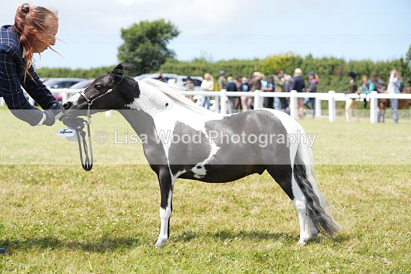 DSC06759 - Class 58: Coloured Pony Youngstock