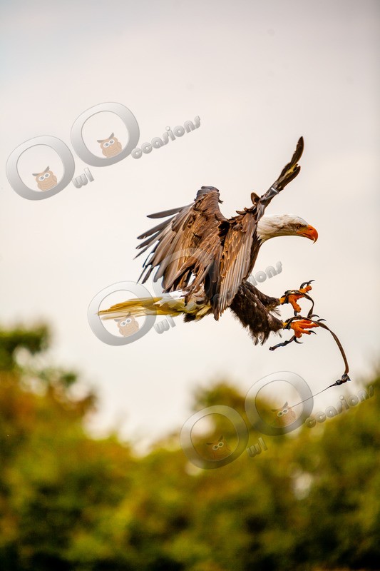 Bald eagle Haliaeetus leucocephalus-8201 - BoP from around the world