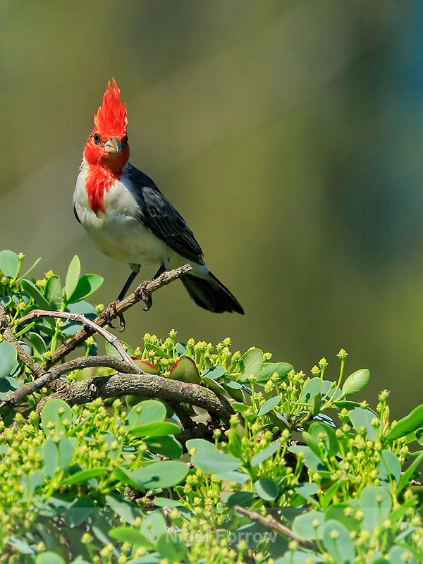 Red-crested Cardinal showing crest, Kilauea Point, Kauai - Red-crested Cardinal