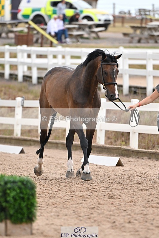 250716-145703-01542 - Trot Up 2.30 to 3.30