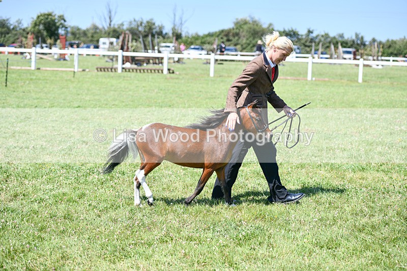 DSC_7085 - Class 60: Miniature Horse 2 & 3yr olds