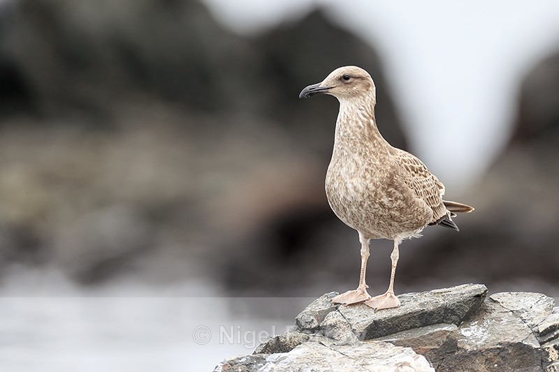 Kelp Gull (juvenile) on rock, Chile - Kelp Gull