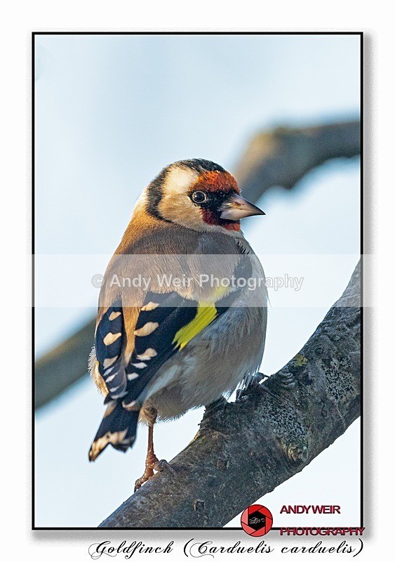 191129-7D-8E0A1373-Edit-Edit - Finches