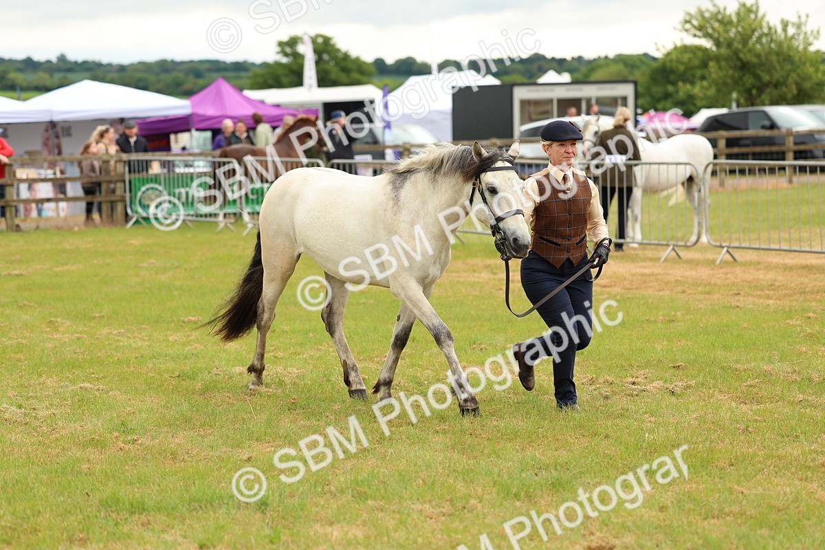 SBM_04064 - Class 64-67 - Shetland Pony In Hand
