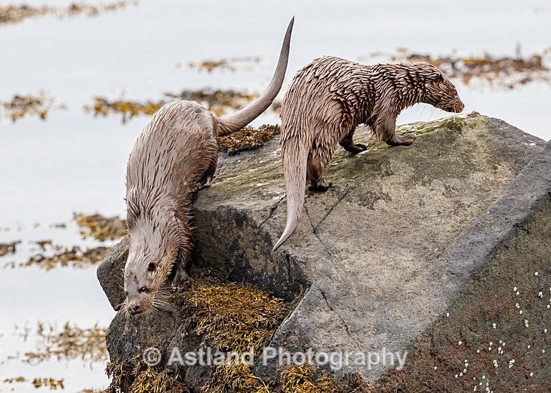 Astland Photography, Bird and Wildlife Images, Susan and Peter Wilson, U.K.