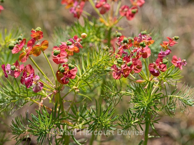 Cypress Spurge (Euphorbia cyparissias)  - Gargano - Wild Flowers
