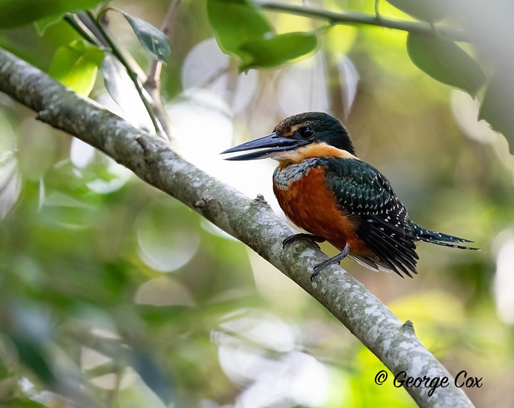 green and rudous kingfisher 1