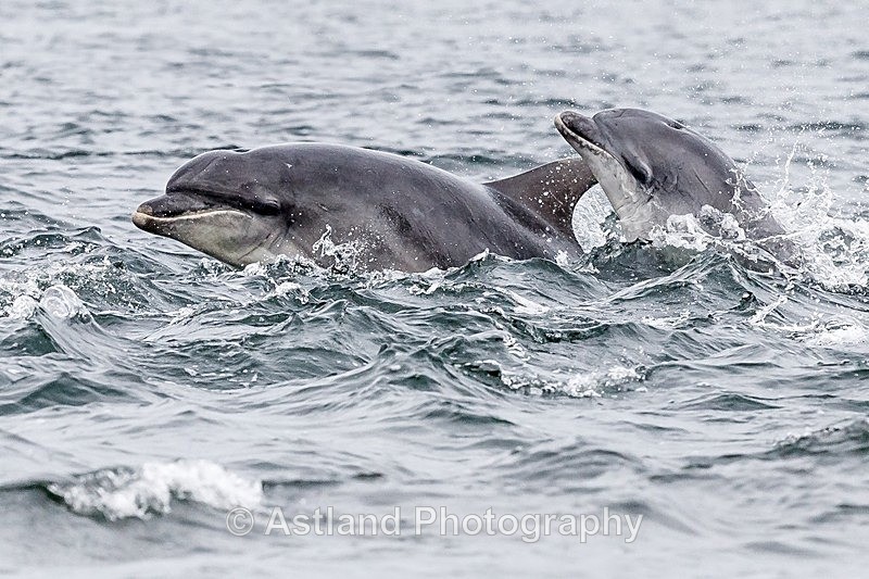 Astland Photography, Bird and Wildlife Images, Susan and Peter Wilson, U.K.