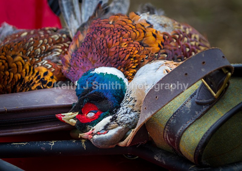 KJS_9396 - Elton Hall Estate. Shoot day.