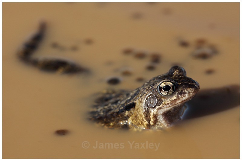 Common Frog Portrait - Amphibians
