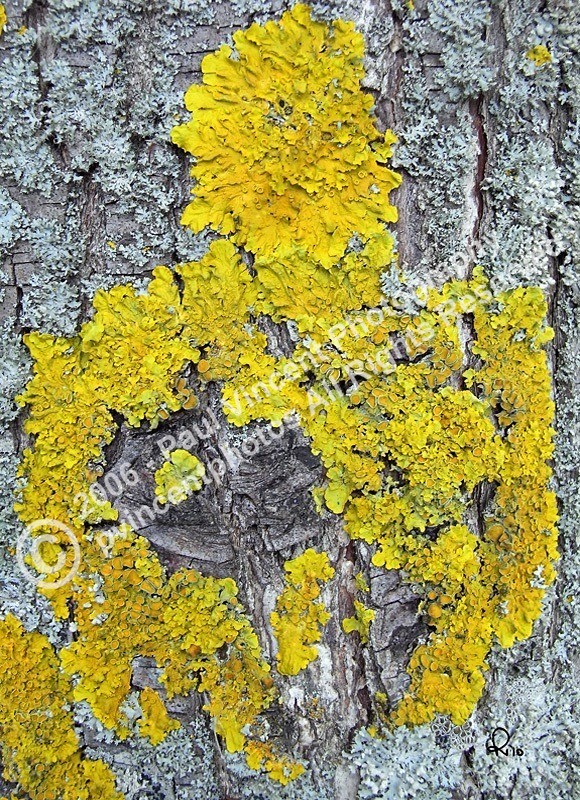 Tree Lichen - Patterns