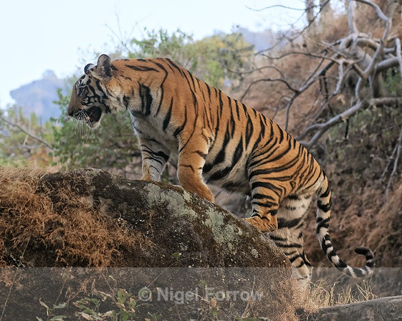 Bengal Tiger climbing rock, Bandhavgarh Reserve, India - Tiger