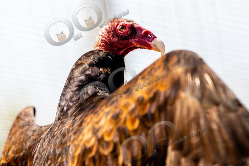 turkey vulture Cathartes aura-4858 - BoP from around the world