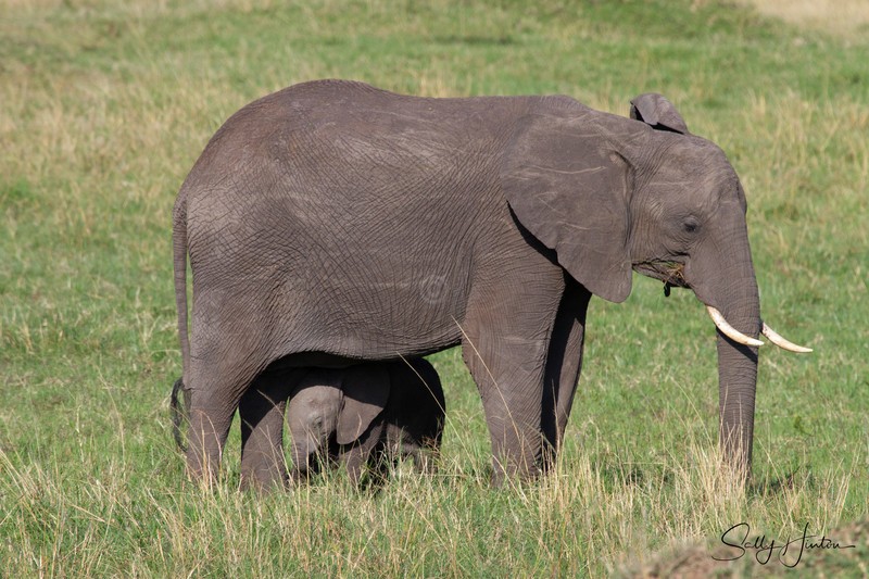 Masai Mara Elephants 10