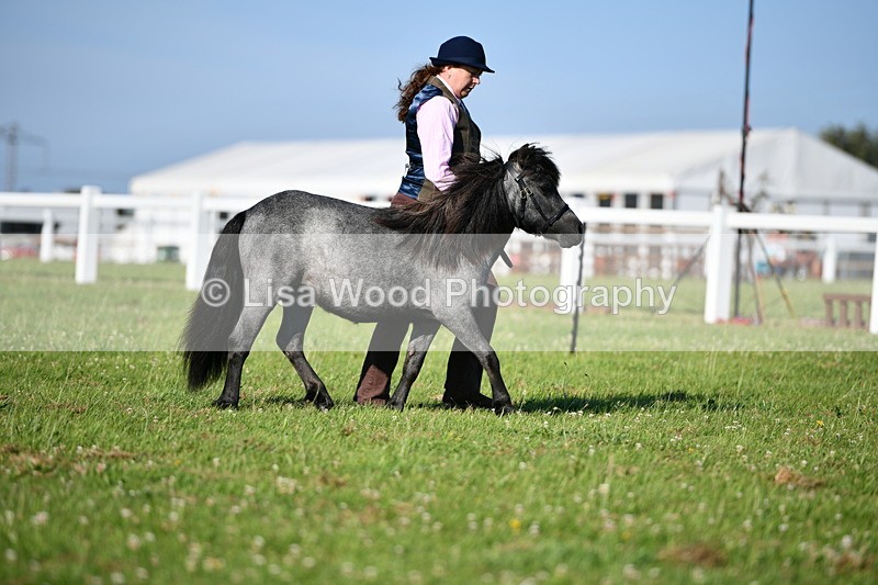 DSC_5522 - Class 49: NPS Shetland Youngstock