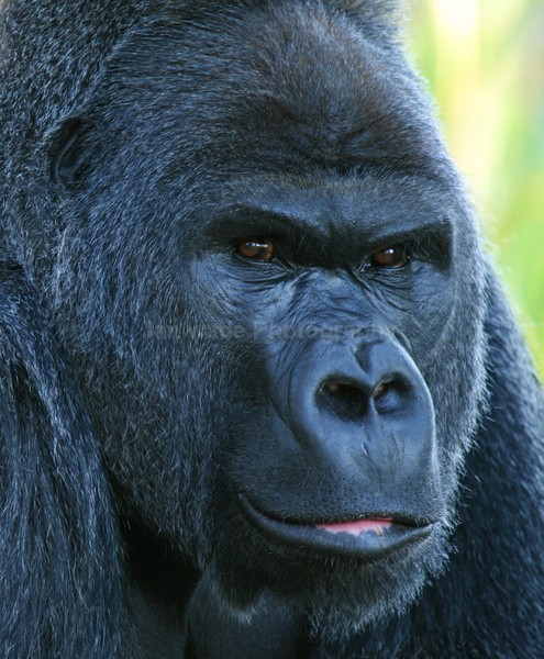 Gorilla   _AN074 - Farm & Zoo Animals