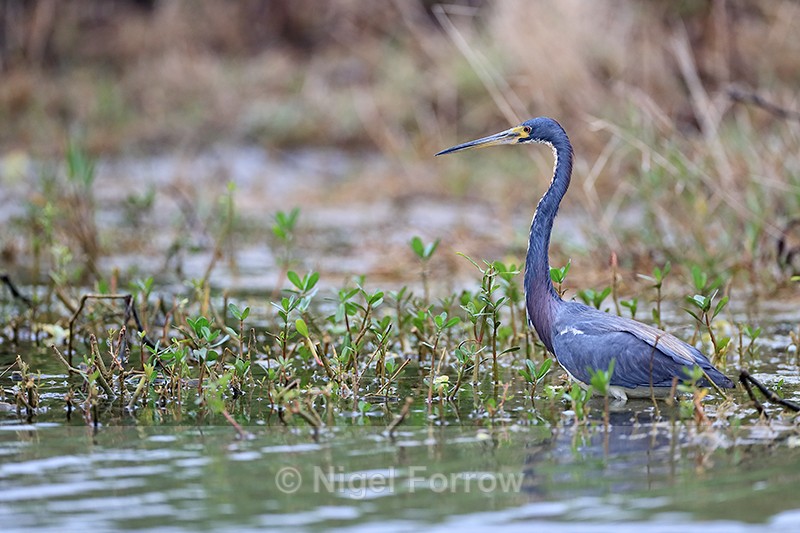 Tricolored Heron in deep water, Harns Marsh, Florida - Tricolored Heron