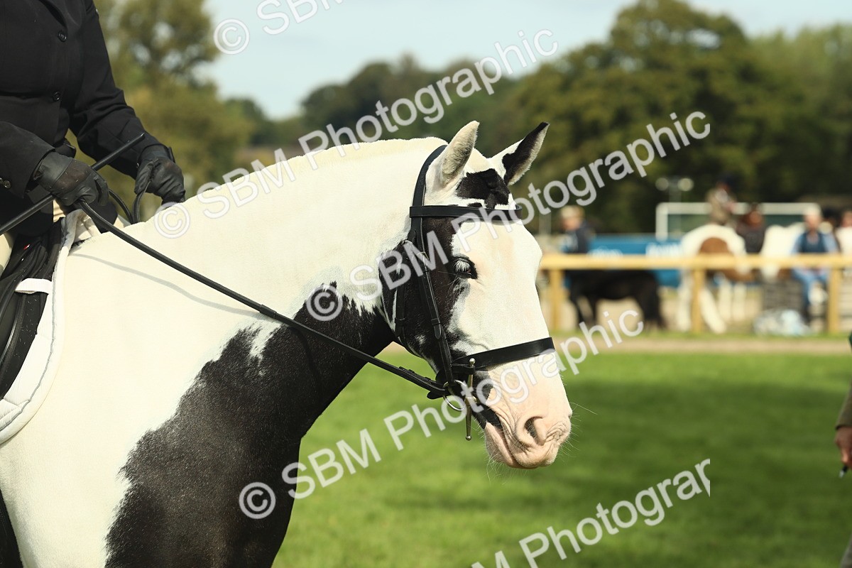 SBM_66586 - S34 - Rehabilitated Rescue Horse & Pony In Hand & Ridden