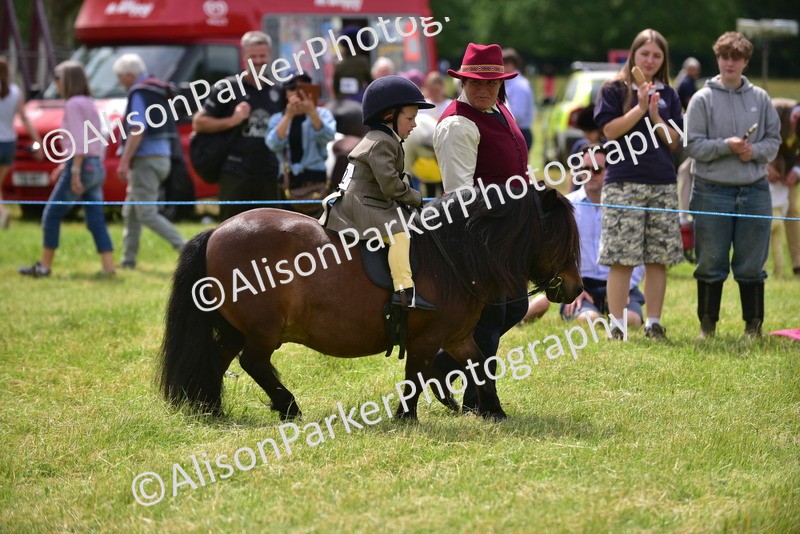 20260614-3967 - Class 16 - Handsome Gelding