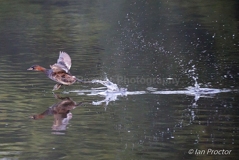 Run, Run, Little Grebe! - Nature