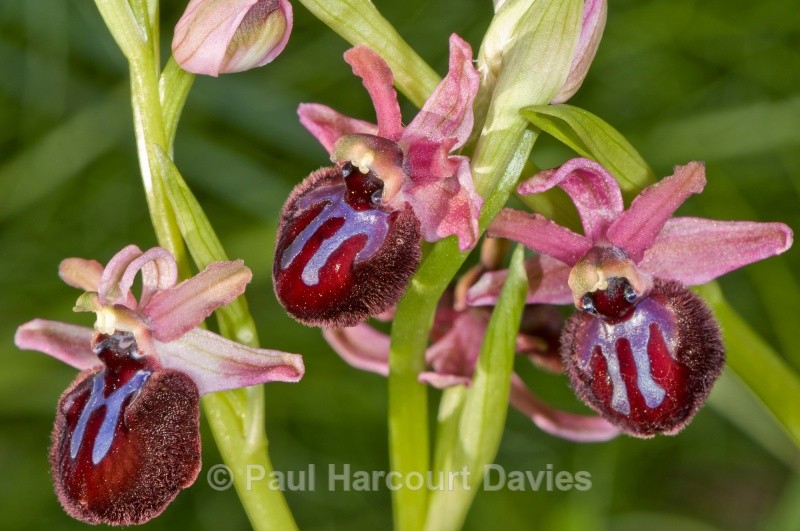Siponto Ophrys (Ophrys sipontensis) an orchid endemic to the Gargano penisula, - Orchids - Ophrys