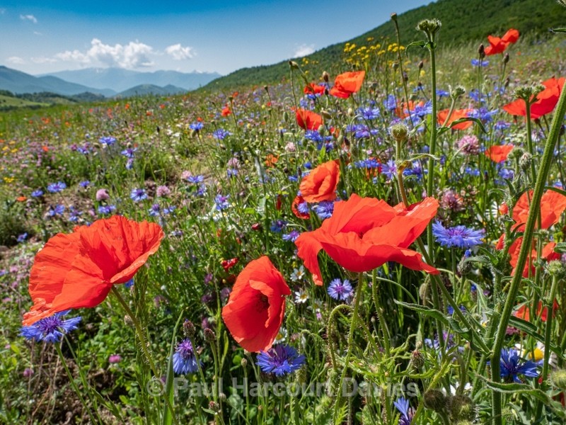 Weeds of cultivation Apennines Italy. scarlet field poppies (Papaver rhoeas), blue cornflowers (Centaurea cyanus) white ox-eye daisies( Leucanthemum vulgare, white field chamomile (Anthemis arvensis)  - Flowers in the Landscape - 2