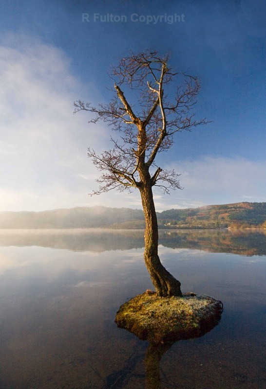Lone Tree - Landscapes