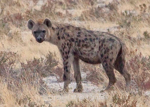 Hyena, Namibia - African Safari Tour 09 Zambia, Botswana,Namibia & South Africa