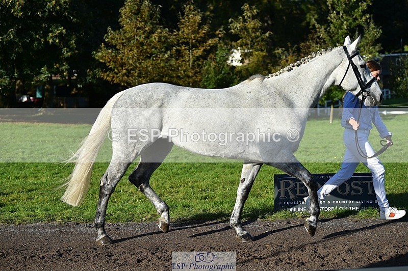 231022-101210-22302 - 479-CRUISING.STARLIGHT-Ava.Mae.West-TrotUp+SJ