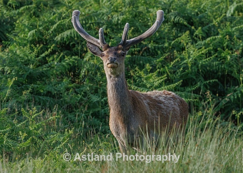 Red Deer - Latest Images
