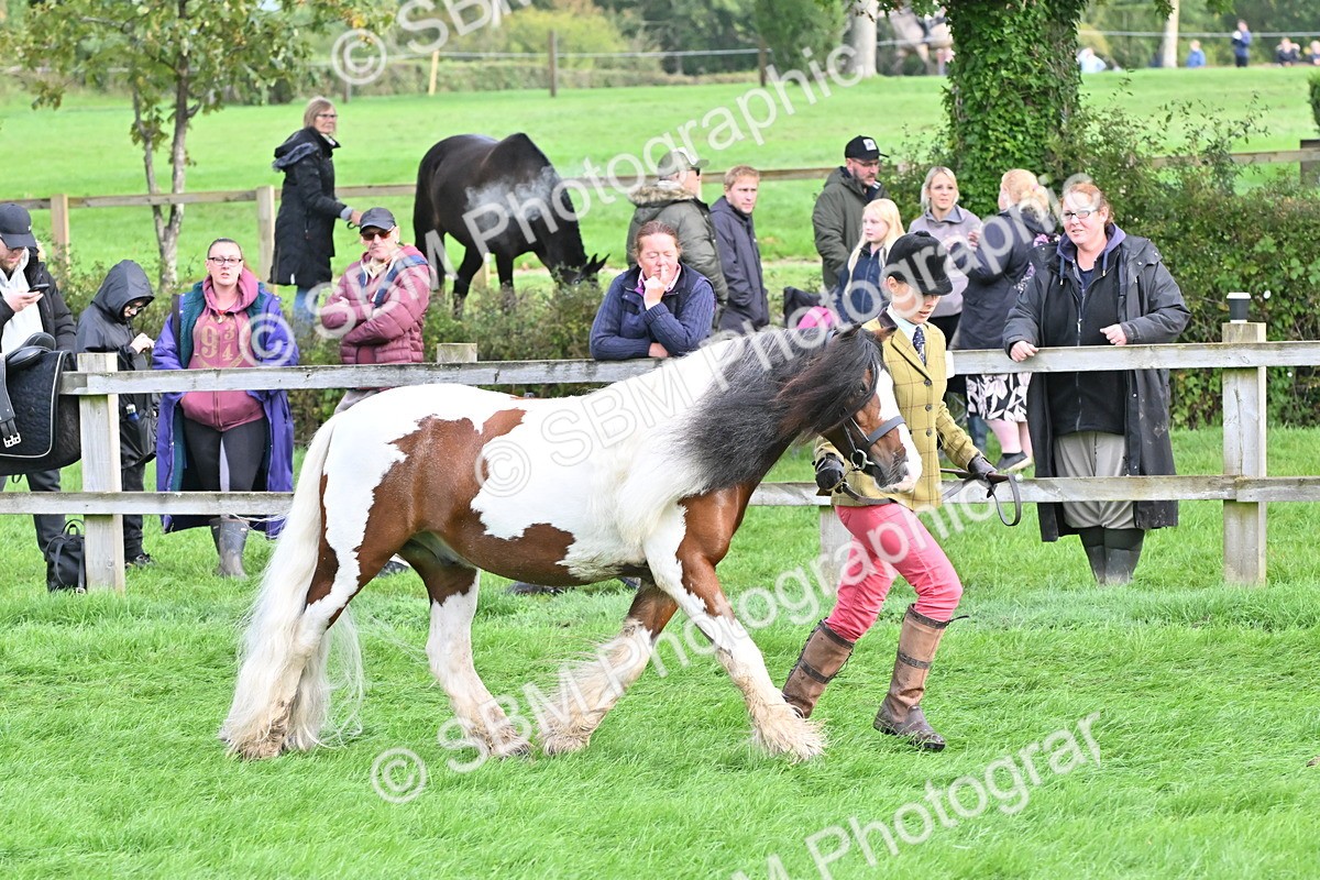 SBM_56915 - S45 - Coloured Pony In Hand