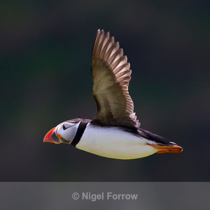 Puffin in flight returning to its burrow - Puffin