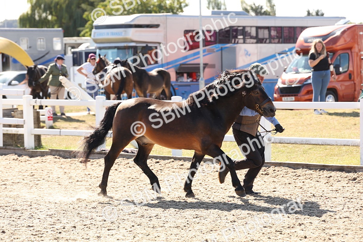 SBM_13904 - Class 205 - IH Show Pony - Show Hunter Pony