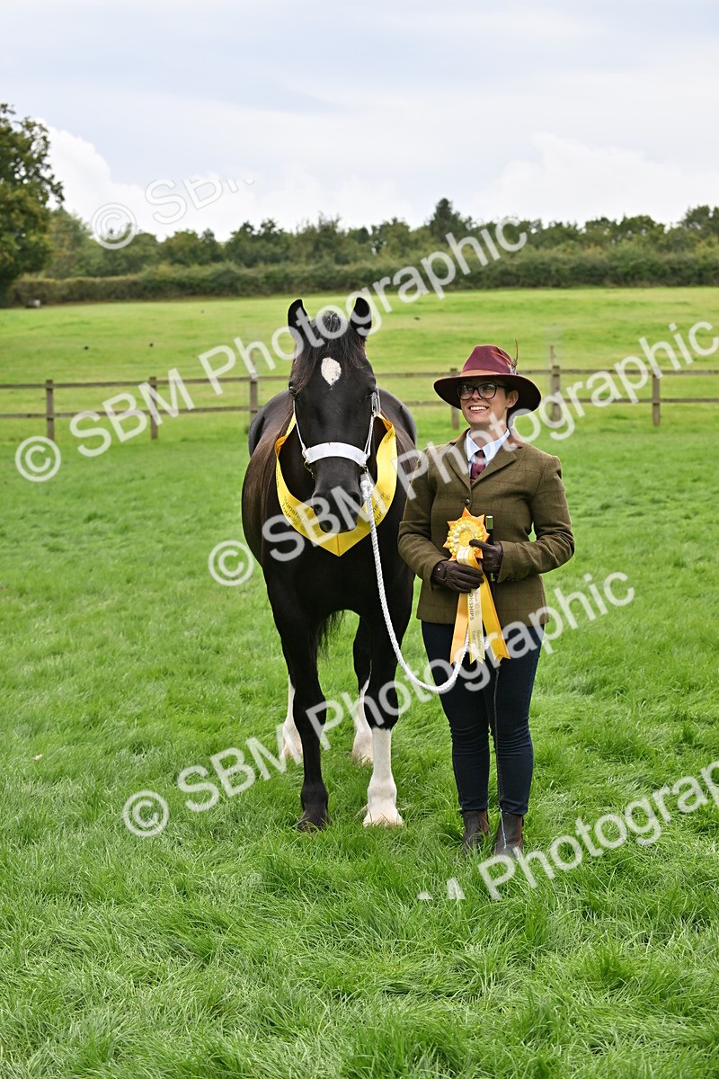 SBM_63314 - S49 - Mountain & Moorland In Hand Large Breeds
